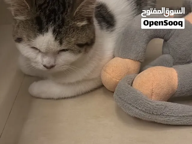cat for free adoption - قطو للتبني