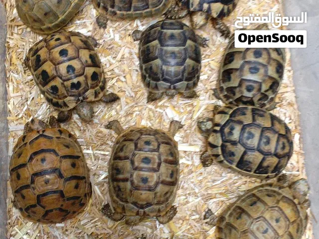 سلاحف يونانية Greek Turtle