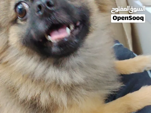 للبيع نوع ذكر  تربية منزل  نظيف جدا