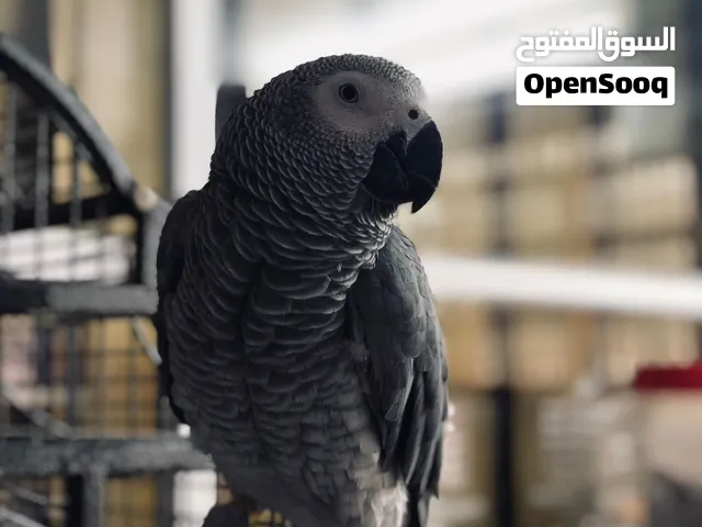 ببغاء كاسكو مميز والسعر مميز وفي مجال بسعر والببغاء مع قفص