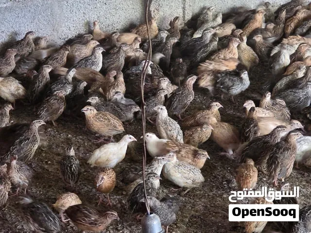 للبيع سمان كل الاعمار متوفره
