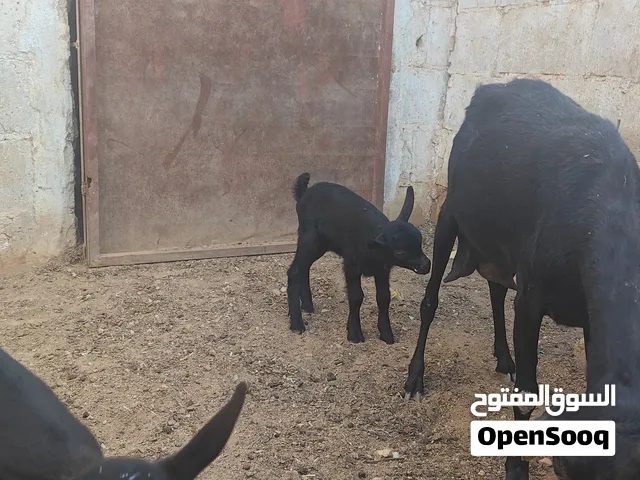 ماعز مارسيانو اسباني حلوب