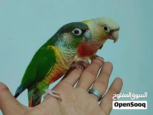 زوج كنيور مع كوكتيل شكري أليف لمراوس أقره الوصف مهم