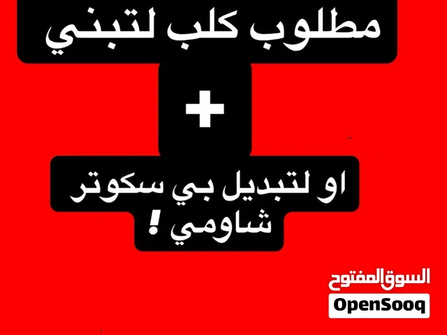 مطلوب كلب تبني او تبديل بي سكوتر