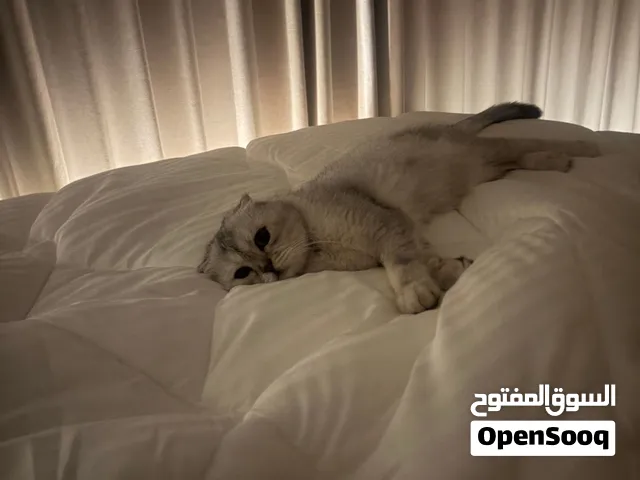 قطوه سكوتش للتبني