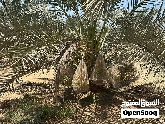 نخيل برحى فرنسي مثمر
