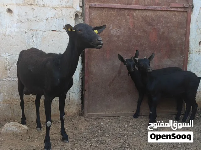 ماعز مارسيانو اسباني حلوب
