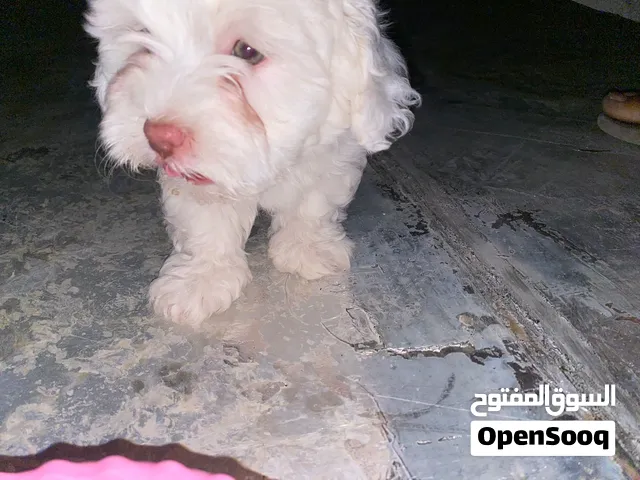 كلب للبيع مالتيز