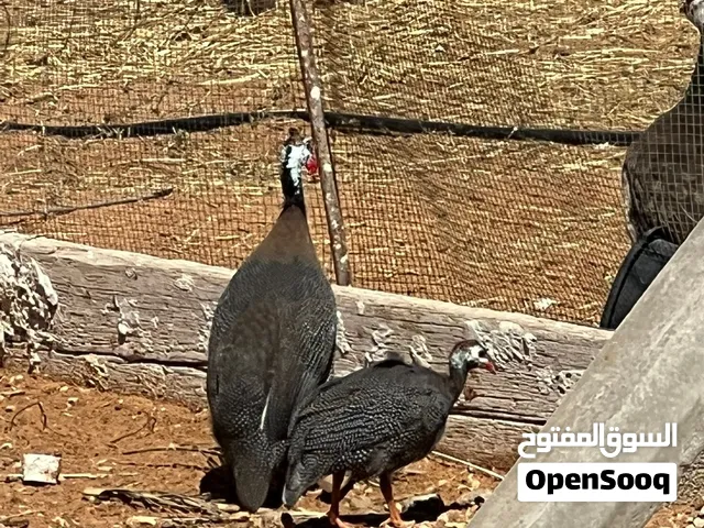 دجاج عربي وفرعون وطاووس