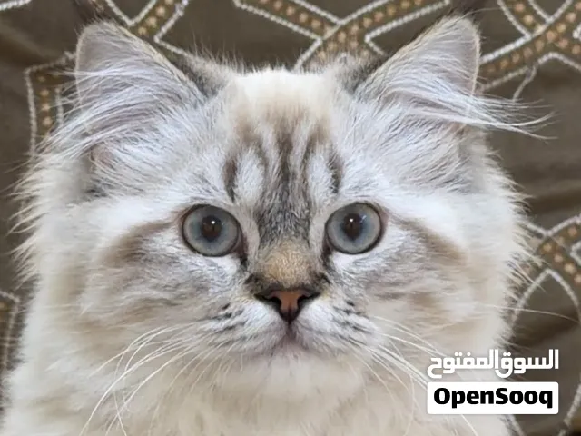 التبني قطط