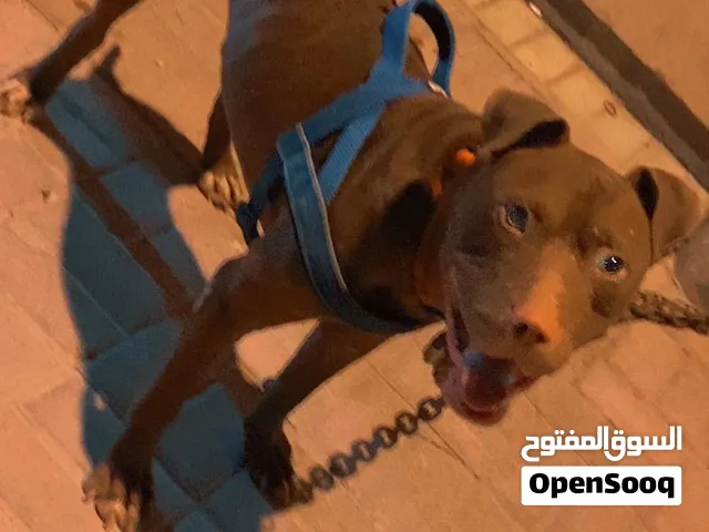 بيتبول  بيور رد نوز العدد 2