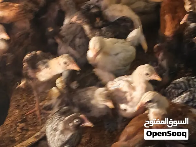والصلاة والسلام علي رسول الله صلي الله عليه وسلم متاح صيصان بلدى البزره الاصليه