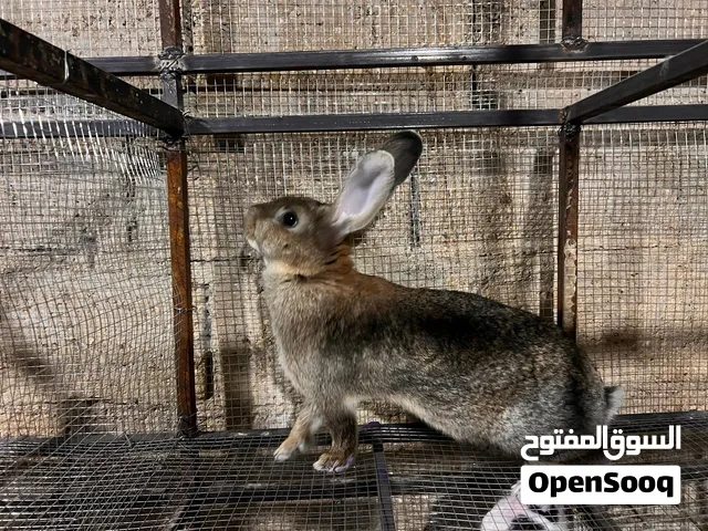 انثي هجين الماني