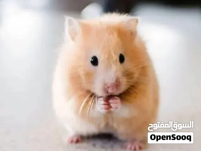 كمية هامستر للبيع بسعر الجملة