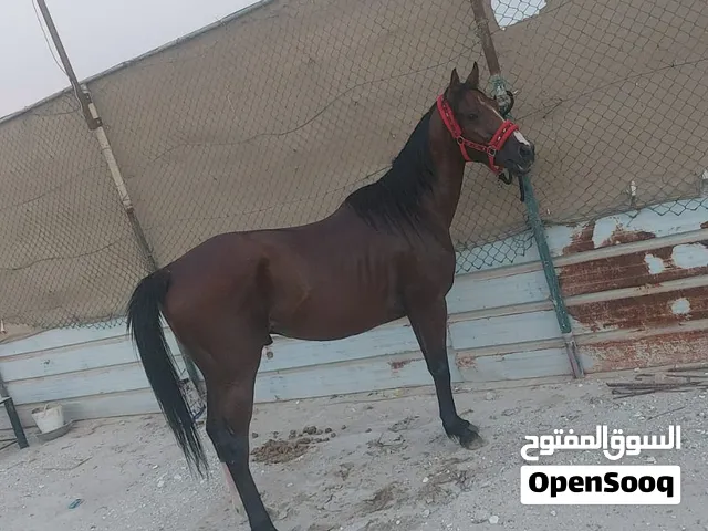 حصان عربي خصي
