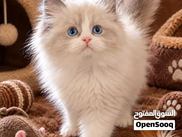 راغدول بيور