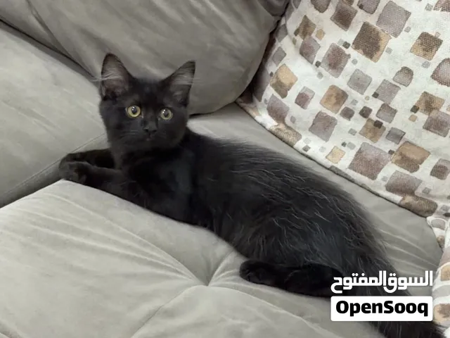 للتبني ذكر