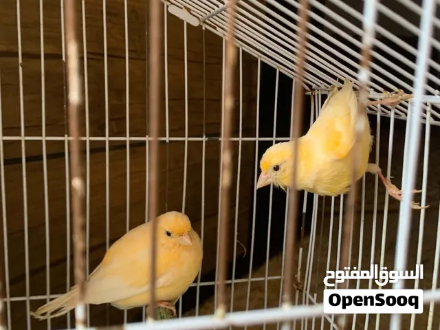 كوبية كناري اقرا الوصف