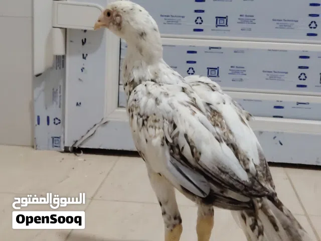 السلام عليكم ورحمة الله وبركاته،  للبيع طقم دجاج باكستاني مميز وبألوان جميلة جداً ومتناسقة: