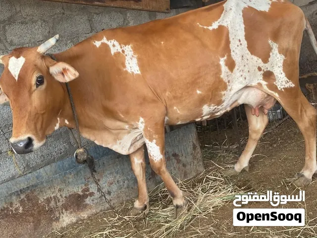 بقره للبيع