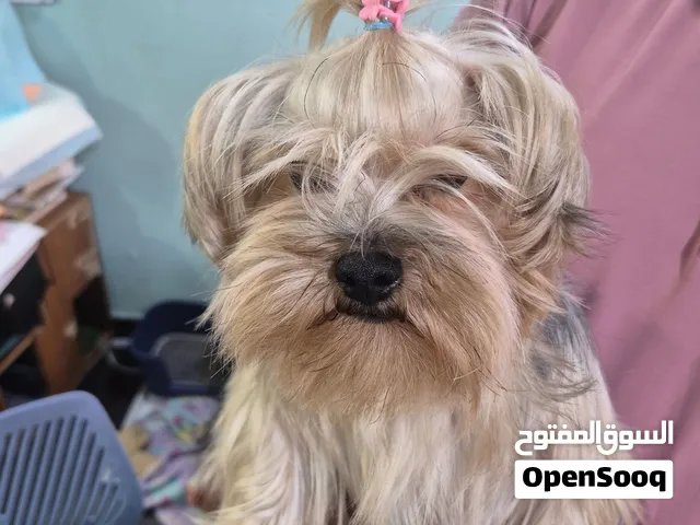 Yorkshire terrier male dog for sale
