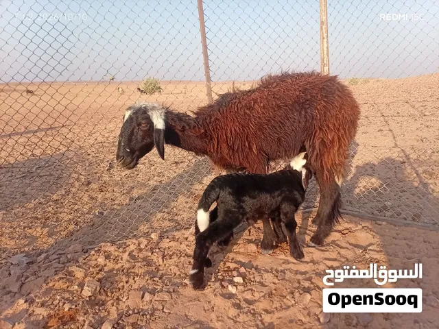 للبيع جاعه مع ولدها كبش عمره شهر