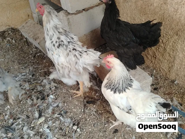 دجاج براهما. صور