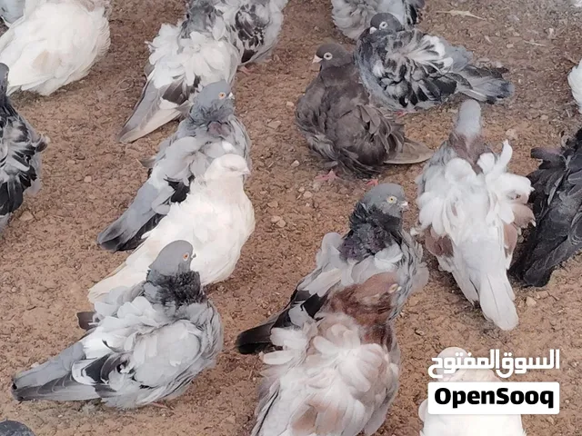 للبيع حمام كشكي
