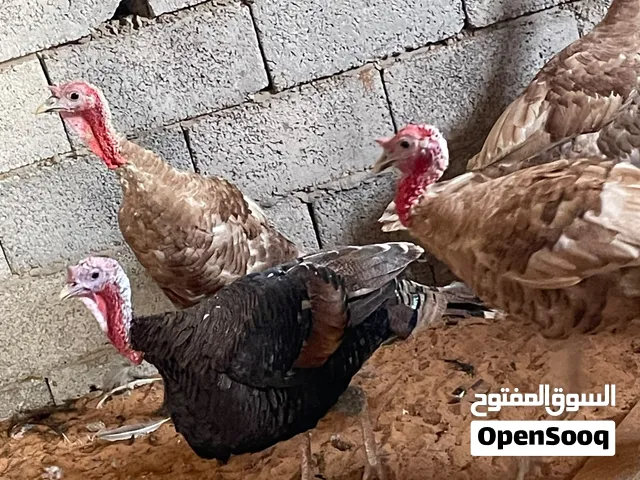 7 دكور لون مميز الله يبارك