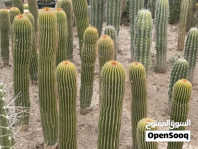 مجموعة كاكتوسات مميزة للبيع أحجام وأنواع مختلفة جملة ومفرد �