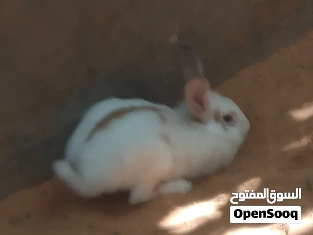 ارنب منزل للبيع 80