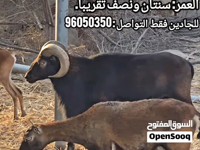 وعل المافلون