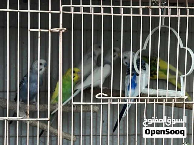 متاح 3 ازواج من طيور البادجي الجوز 70 درهم للتواصل وتساب عجمان