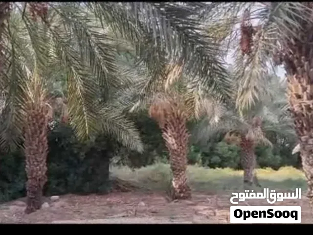 بستان للبيع 1000 متر عنوان البصرة الكباسي منطقة نهر حسن قرب مدرسة البيارق 25 متر عن شارع الكباسي