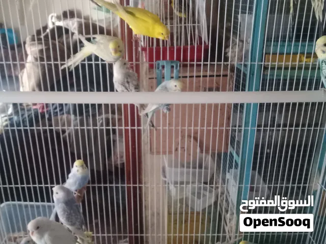 طيور الحب بادجي ألوان جميلة طفرات 15 زوج ..
