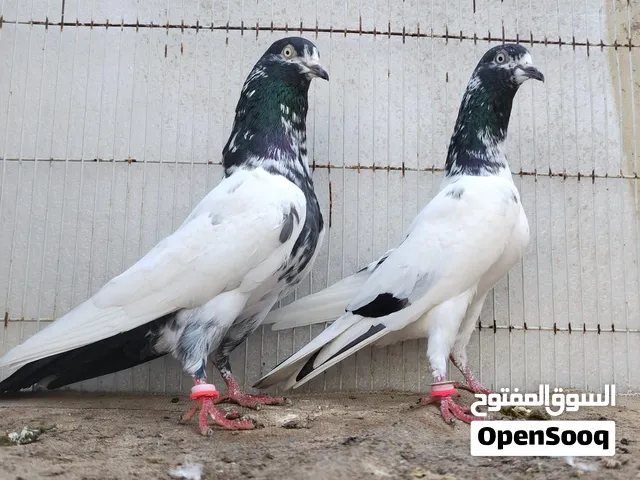 للبيع فقط زوجين زايد انااااث 2الزوج 15 الاناث على10