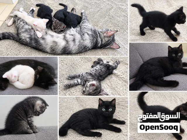 قطط هجين شيرازي × محلي للبيع (الرجاء قراءة الوصف)