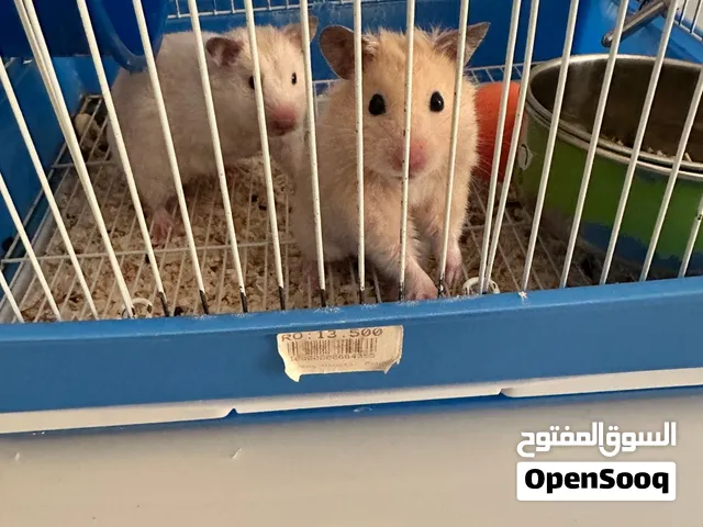 هامستر للبيع
