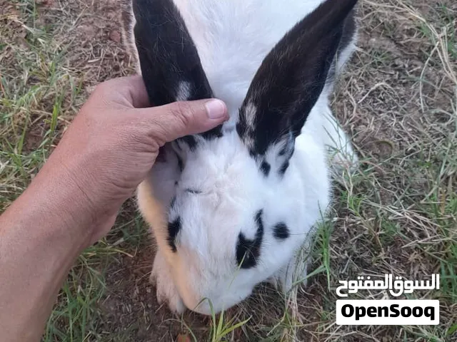 ارنب الماني