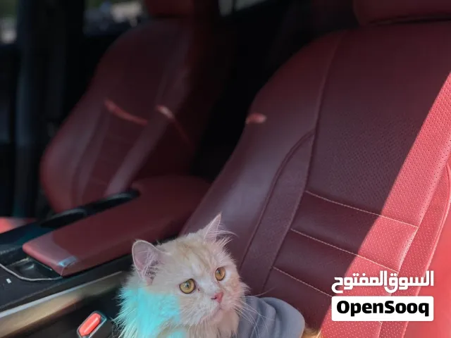 قط جميل جدا