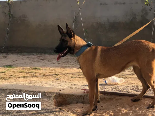 كلابه مينوا