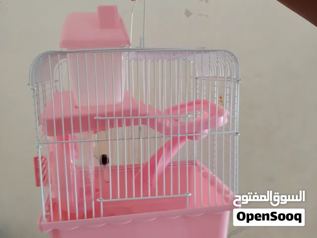 متاح فراخ هامستر جمله ومفرق إناث ذكور معاشير مولدات كل مايلزم المنتج...متاح ارانب هنديه أجمل الطفرات