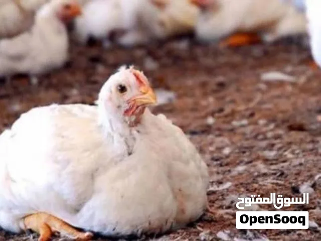 متوفر دجاج تسمين لاحم تربيه بيتي بدون ادويه الدجاج حي