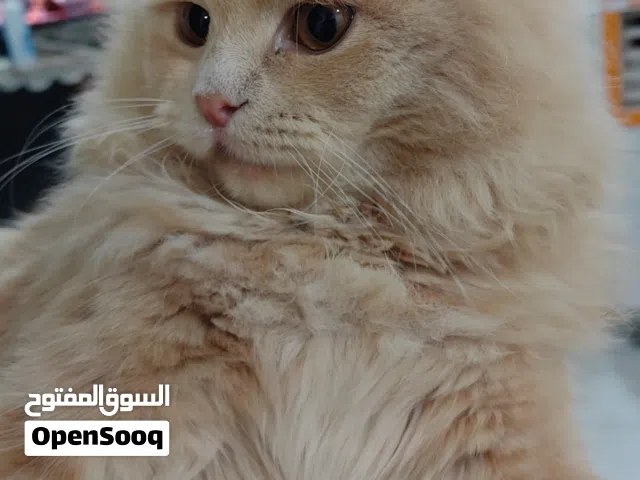سلام عليكم قطه للبيع مكان كربلاء