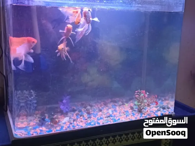 حوض اسماك جديد مع الاحجار و الماطور سحب الماء و القاعده ارتفاع القاعده متر
