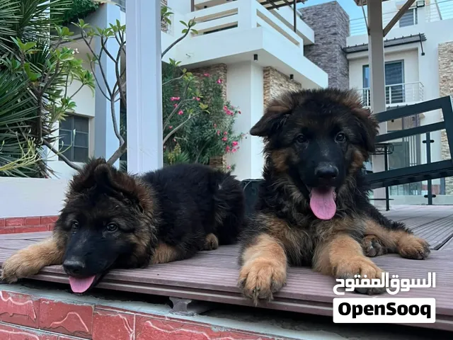 للبيع جرو جيرمن بيور ذكر مع امه