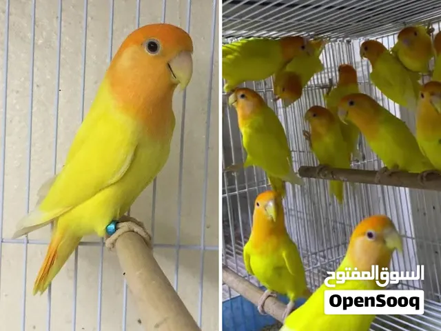 مطلوب حظيرة روز او فيشر اقر وصف