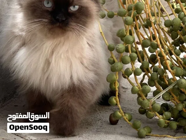 للبيع قط هملايا ذكر