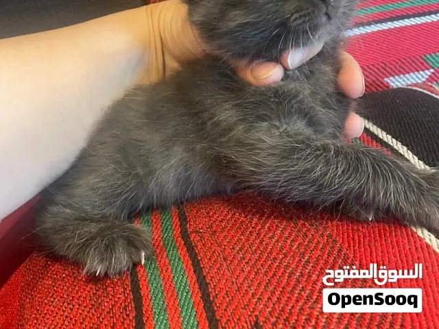 للبيع بسس توأم ذكر و انثى
