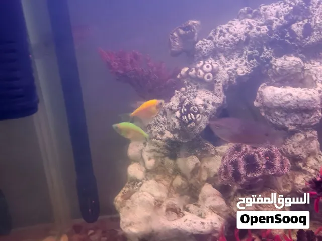 حوض اسماك مع 12 سمكه متنوعه